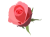 薔薇