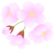 さくらの花とつぼみ３