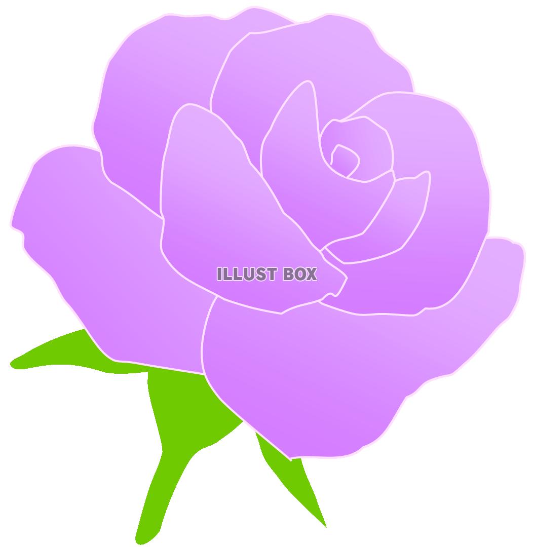 無料イラスト 紫のバラのお花