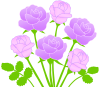 紫のバラの花