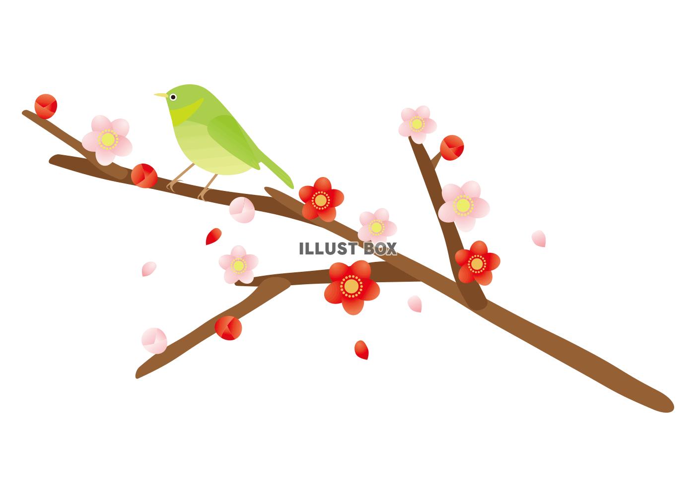 無料イラスト 梅と春の鳥