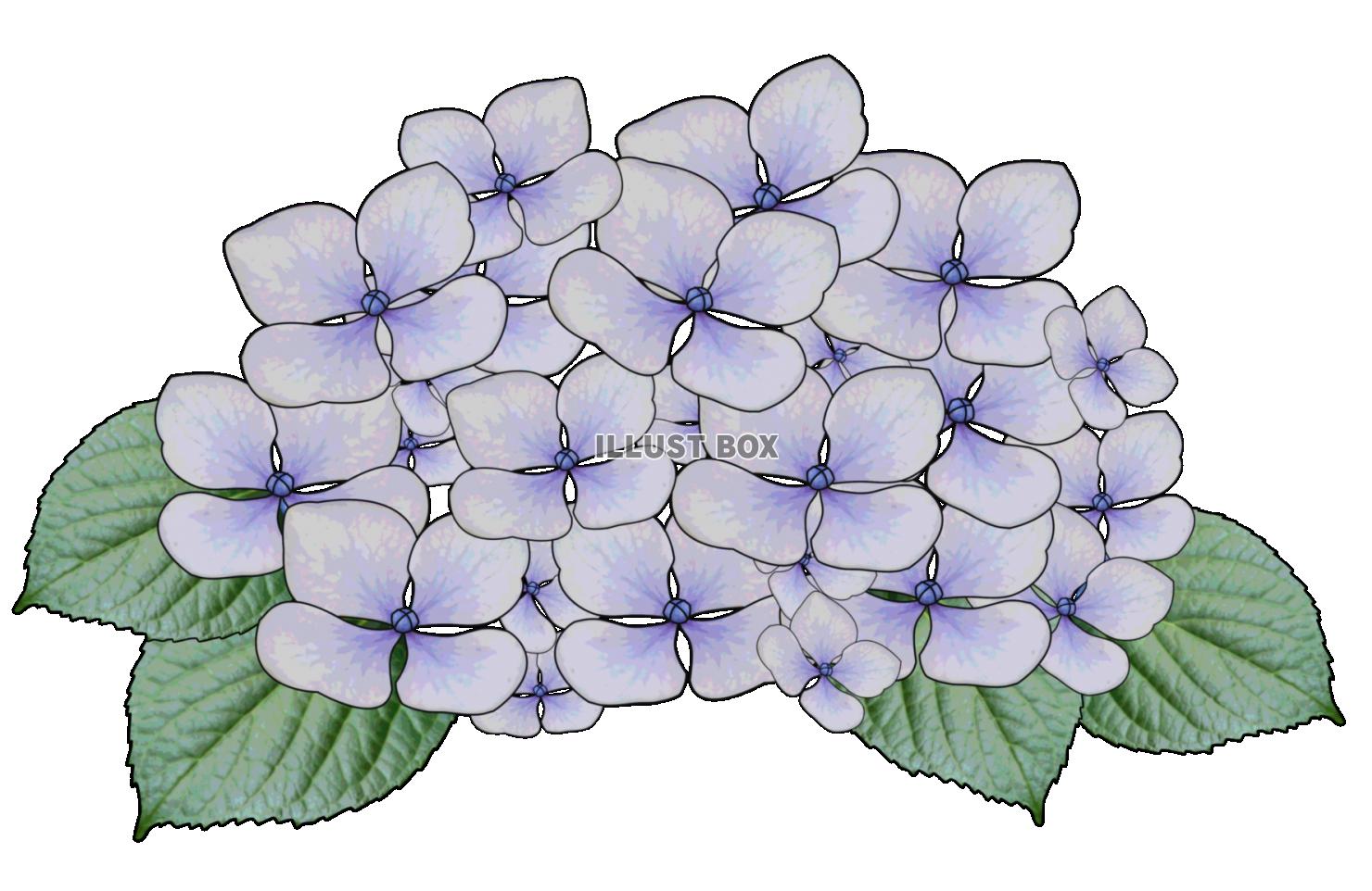 最新 紫陽花 の イラスト かわいい無料イラスト素材