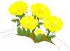 冬～初春の花　福寿草（フクジュソウ）と雪