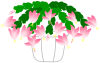 シャコバサボテン（冬のお花）１