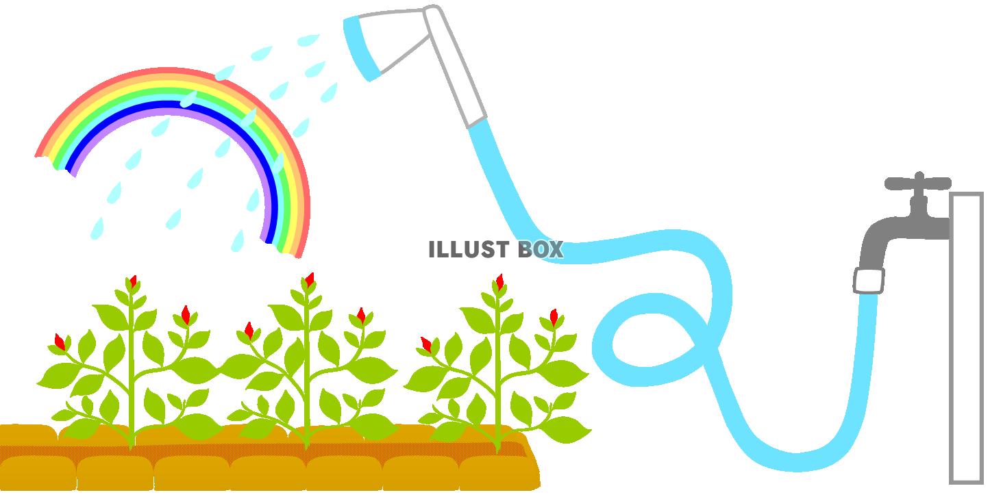 無料イラスト ホースで水やり１ ガーデニング 園芸 育てる 虹