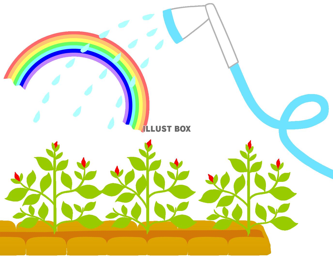 無料イラスト ホースで水やり２ ガーデニング 園芸 育てる 虹