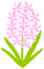 ヒヤシンス（春のお花）ピンク