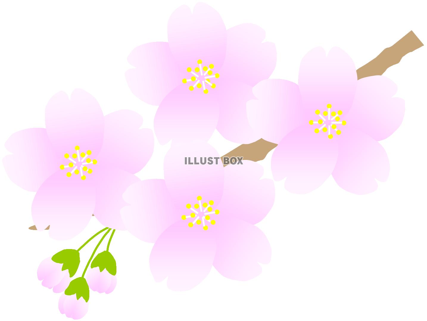 無料イラスト 小枝のさくら３ 春 桜 サクラ お花見