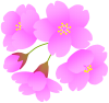 さくらの花とつぼみ１（春、桜、サクラ、お花見）