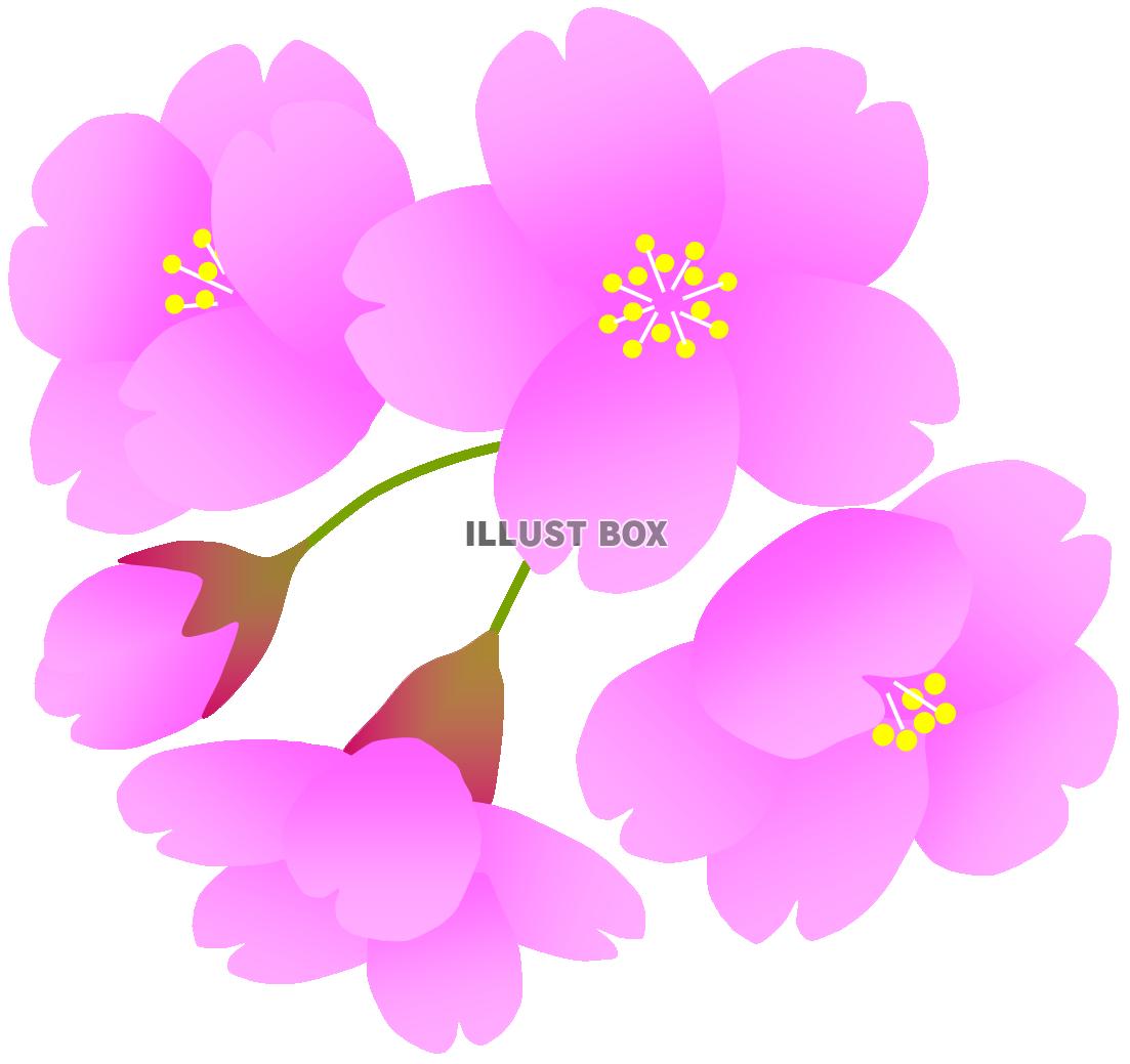 無料イラスト さくらの花とつぼみ１ 春 桜 サクラ お花見