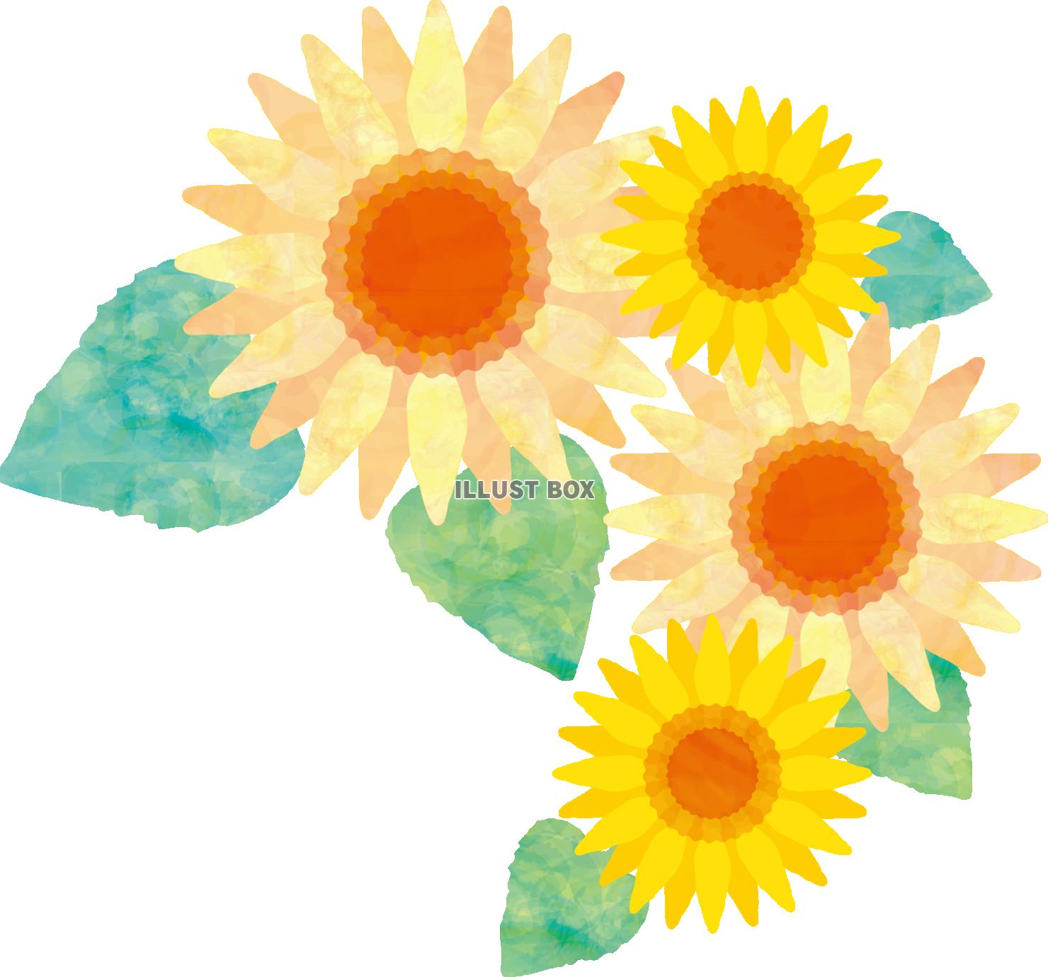 8月の夏の花 つるの朝顔の無料イラスト背景フレーム素材 無料