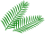 ヤシの木の葉っぱ　２　(椰子　やし　果物　夏　南国）