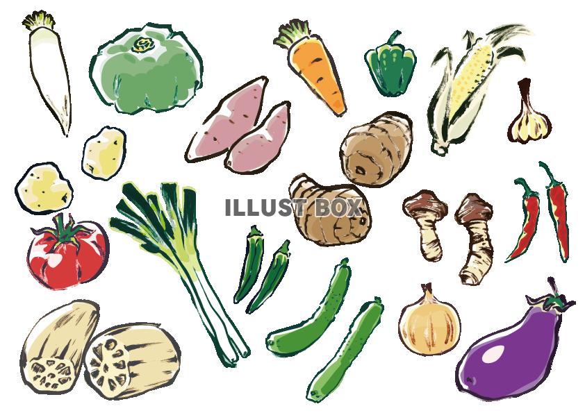 無料イラスト 手描き野菜セット