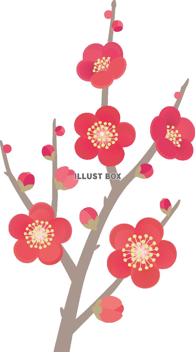 心に強く訴える梅の花 イラスト フリー かわいいディズニー画像