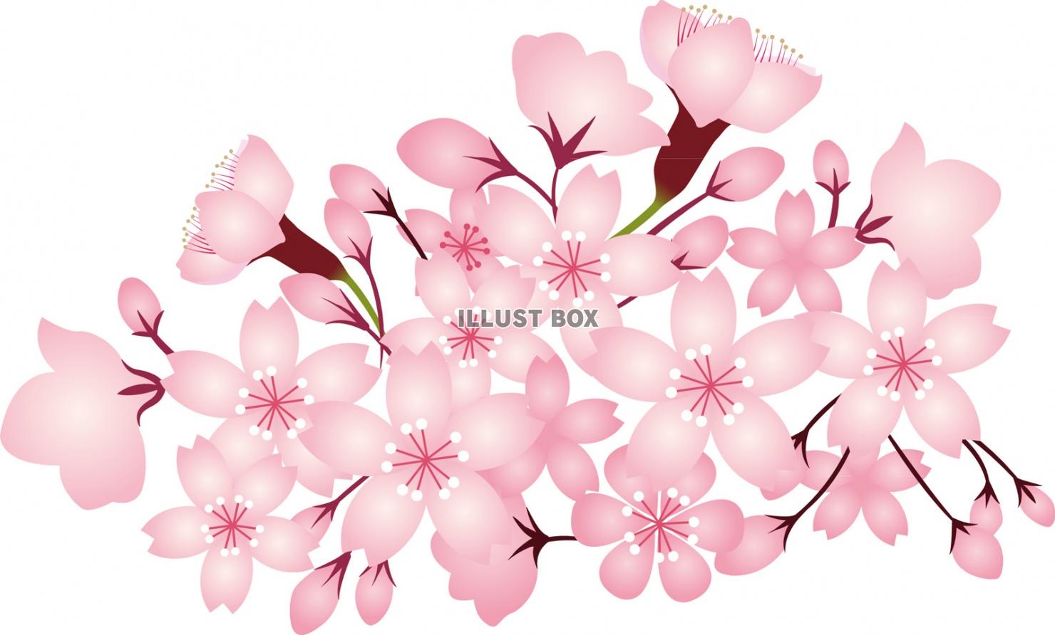 無料イラスト 桜花水彩画風手書きイラスト春手描き和アイコン和風和柄3