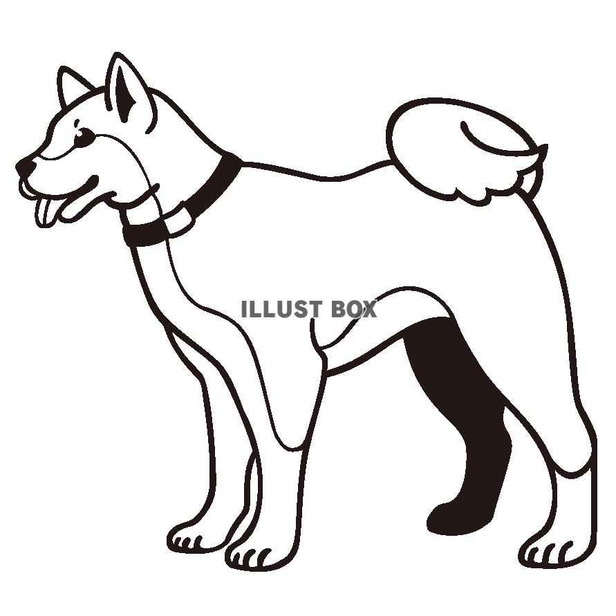 最高柴犬 イラスト 白黒 花の画像