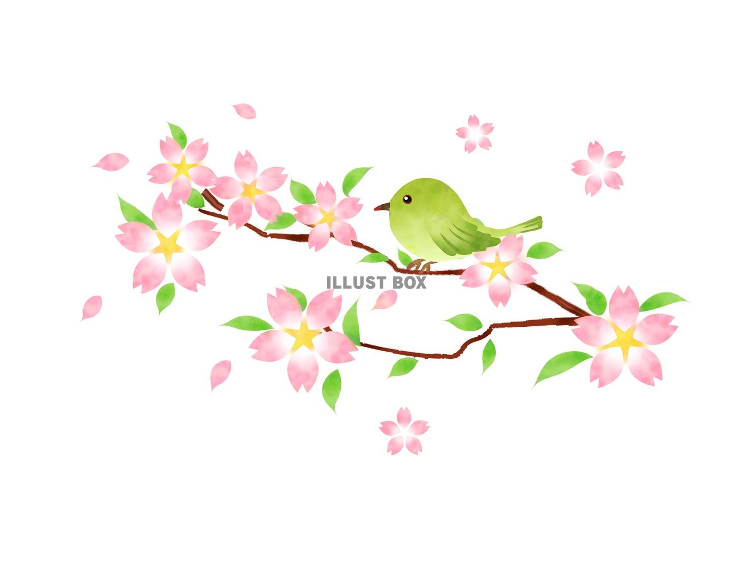 無料イラスト 桜の枝とメジロ
