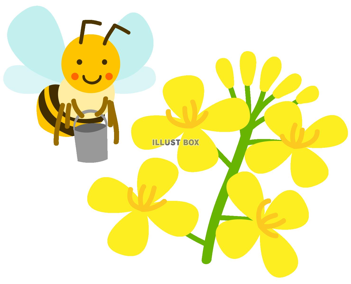 無料イラスト 菜の花と蜜集めするミツバチ