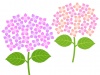 紫陽花の壁紙画像シンプル背景素材イラスト