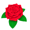 真っ赤なバラ　PNG