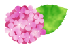 あじさいピンク【あじさい,紫陽花,花,植物,初夏,６月,梅雨,やさしい,水彩,水