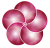 梅の花 png 透過