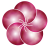 梅の花　透過　png