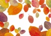 紅葉背景枯葉落葉秋冬10月11月12月壁紙素材ポストカードデザインお洒落植物枠赤