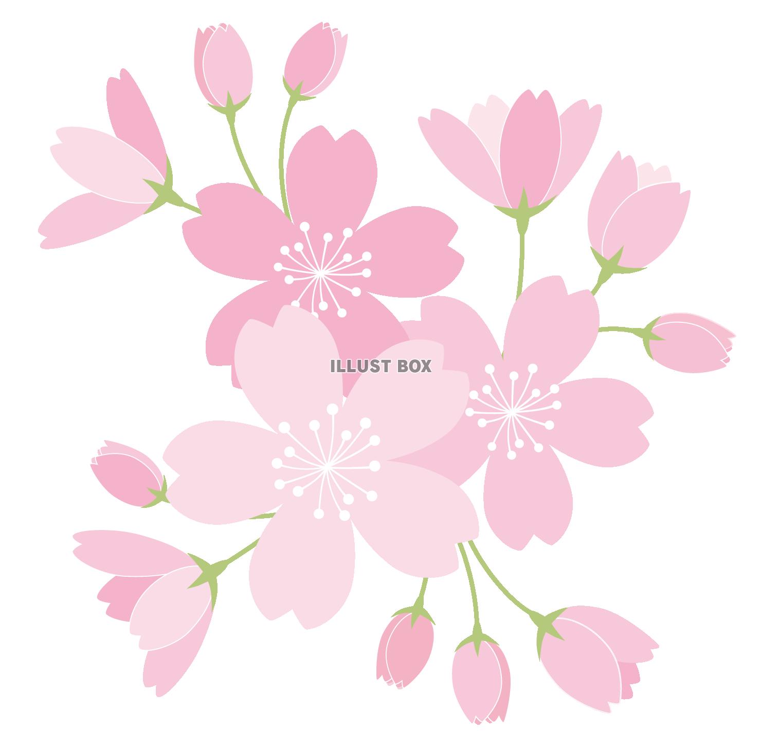 無料イラスト 透過 シンプルな桜のイラスト カット春サクラ花3月4月