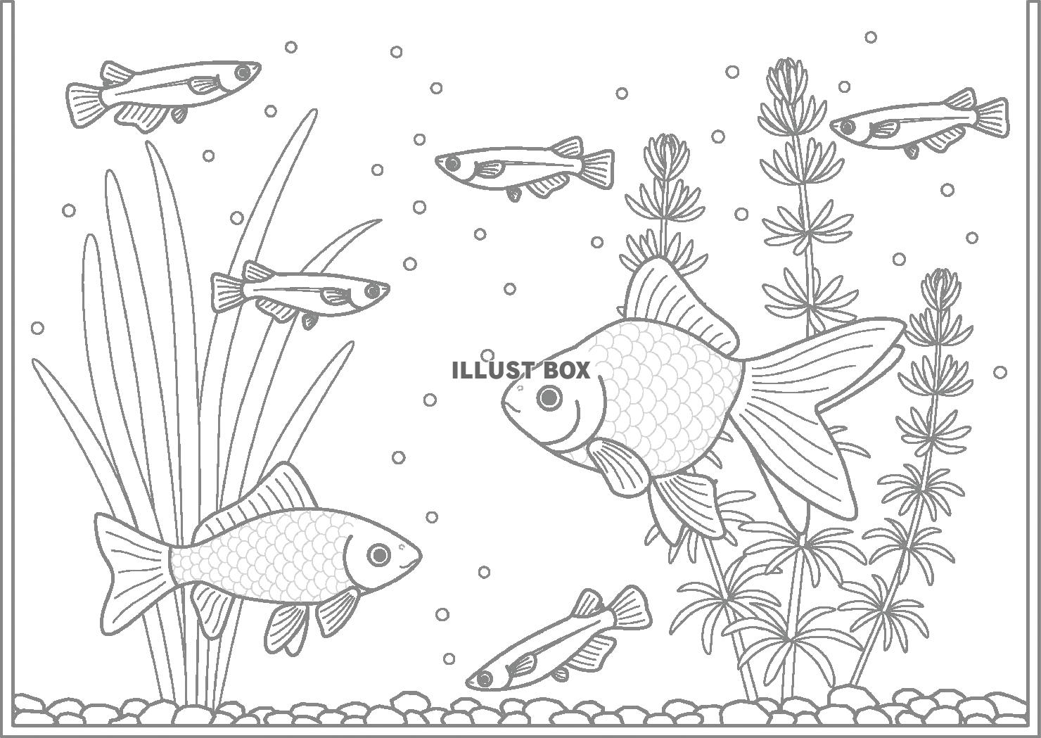 無料イラスト 金魚とメダカの水槽の塗り絵