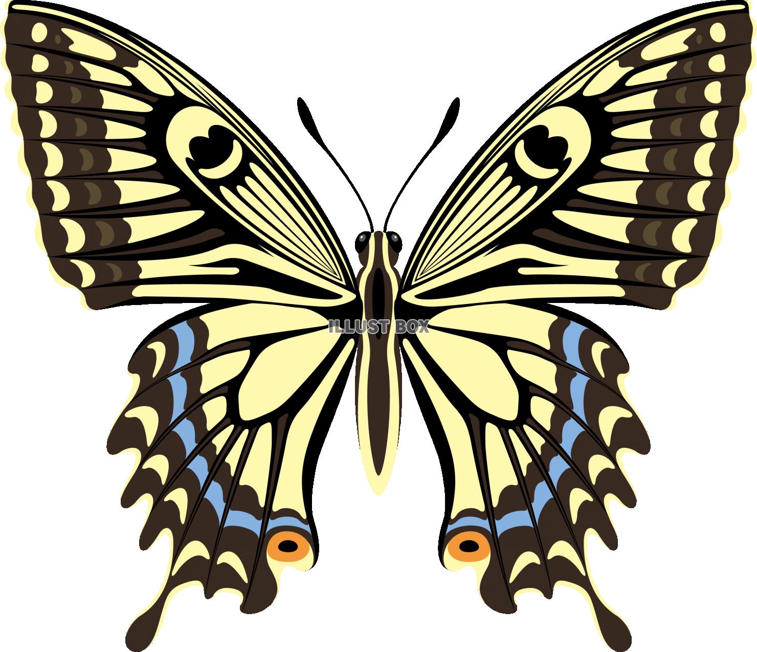 美しい 蝶 イラスト 簡単