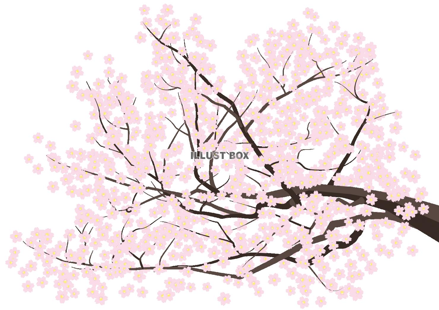 無料イラスト 満開の桜の枝