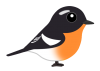 ムギマキ（日本の野鳥）透過PNG