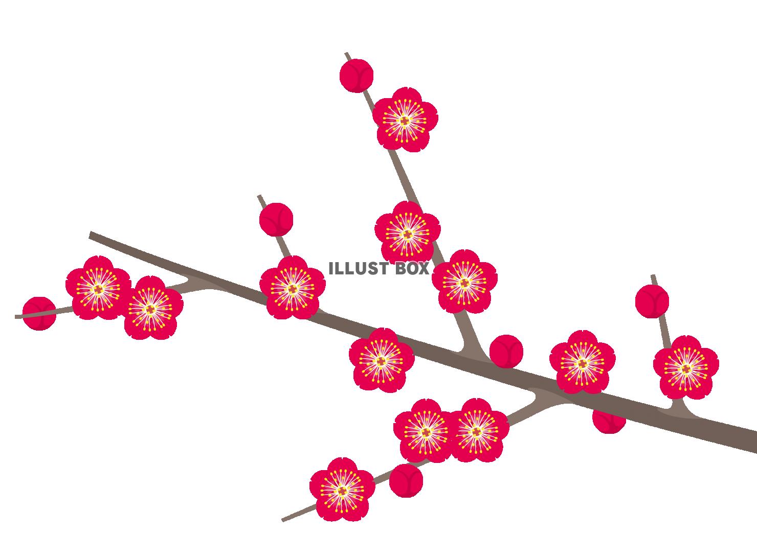 無料イラスト 梅の花 枝と紅梅