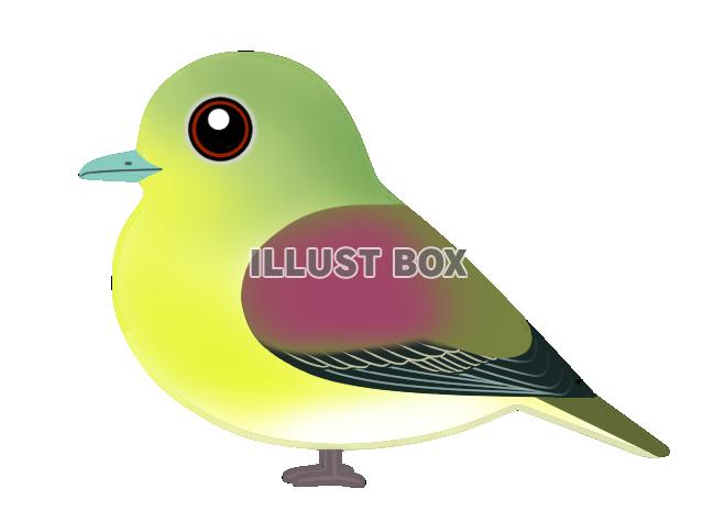 無料イラスト アオバト 日本の野鳥 透過png