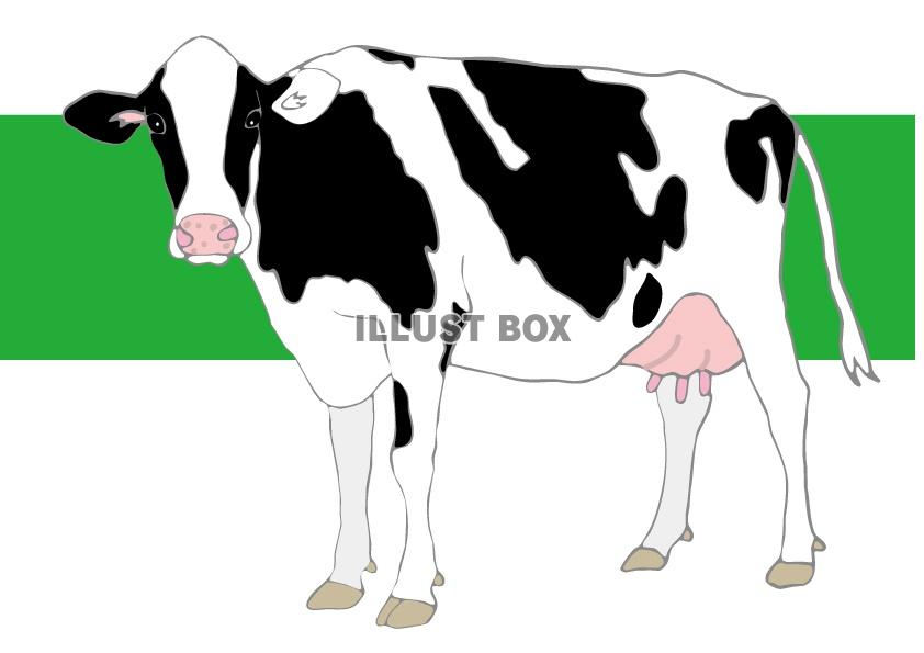 無料イラスト 牛のホルスタイン乳牛のイラスト