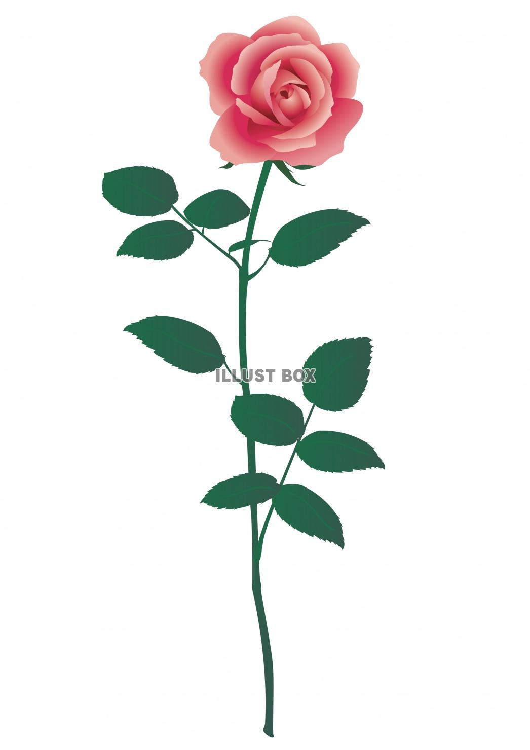 無料イラスト 一輪のピンクのバラの花イラスト