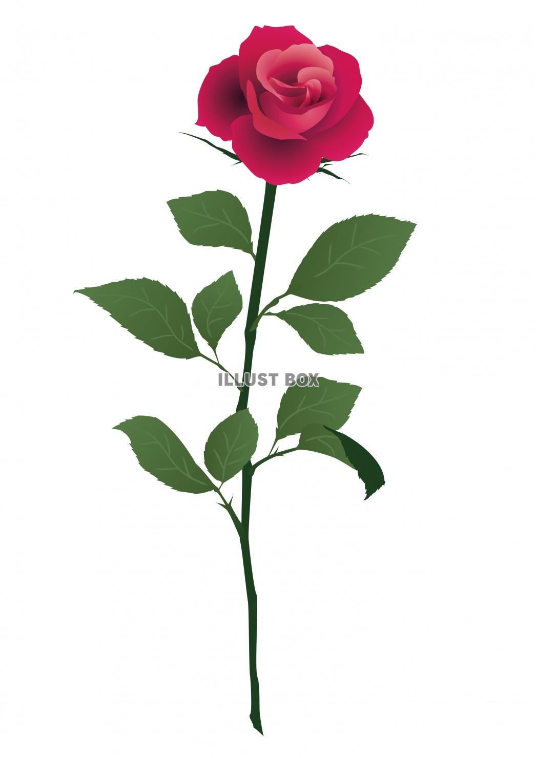 無料イラスト 一輪の濃いピンクのバラの花イラスト
