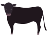 黒くてかわいい牛
