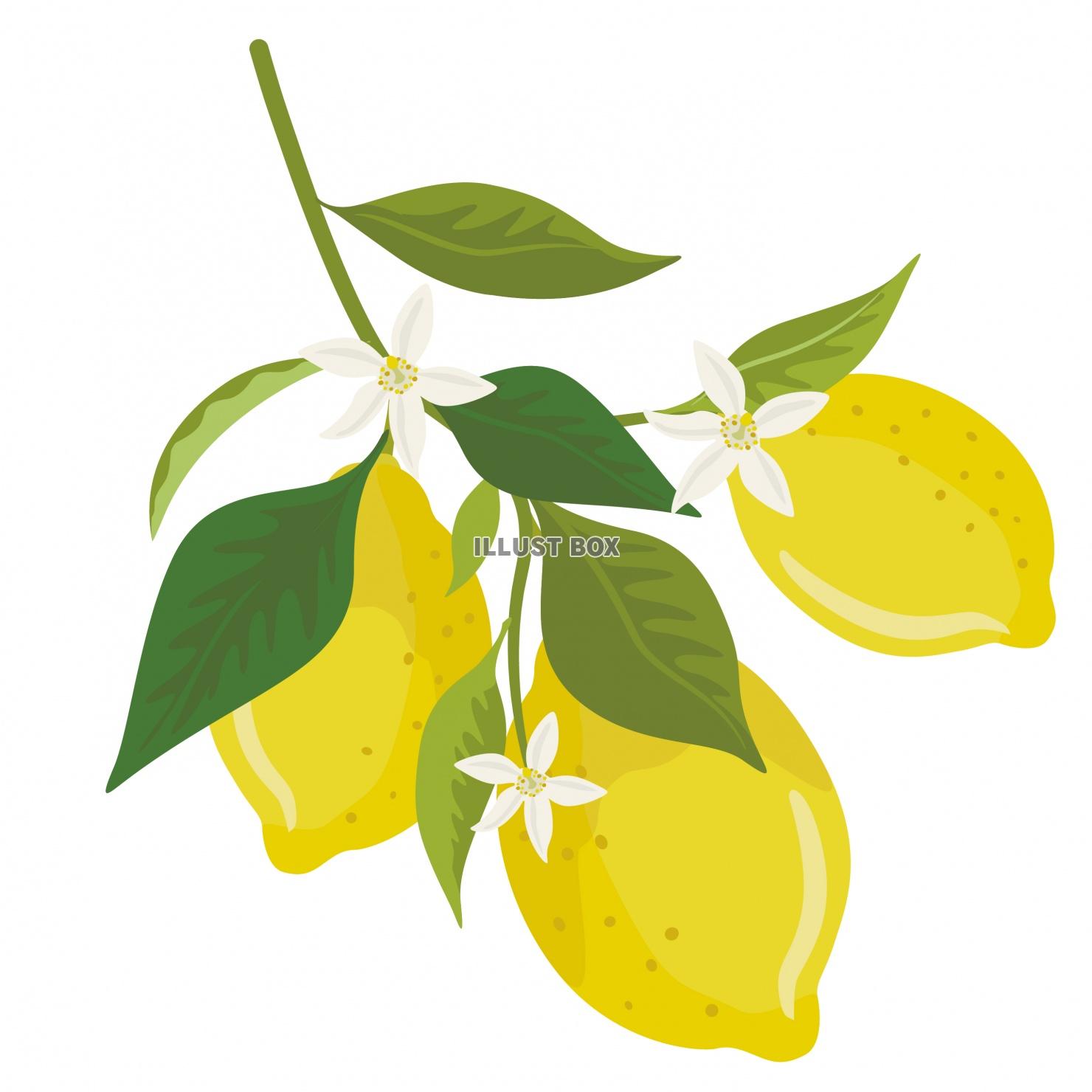 無料イラスト レモンのイラスト レモンデザインパーツ