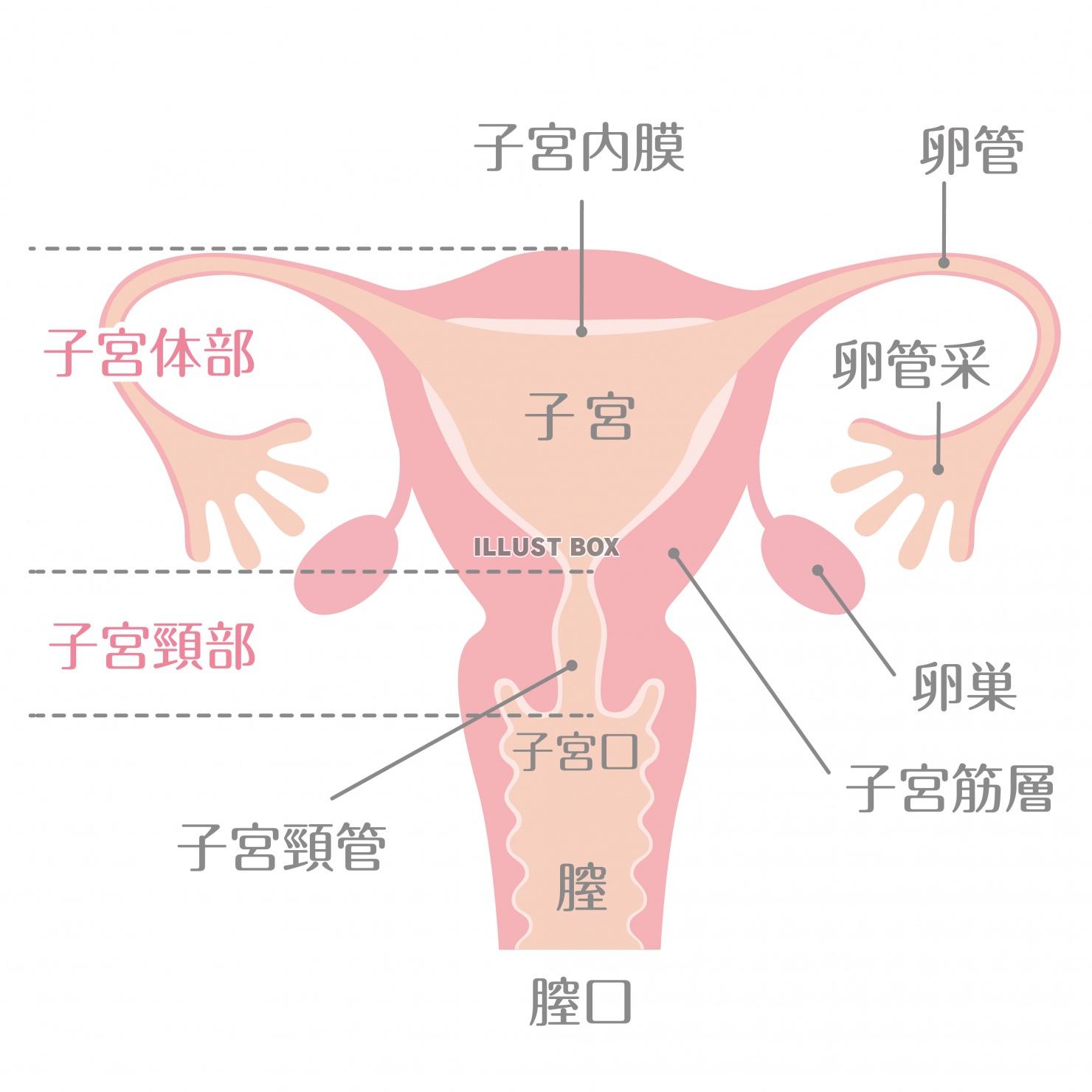 無料イラスト 女性の身体 子宮の構造イラスト 文字あり