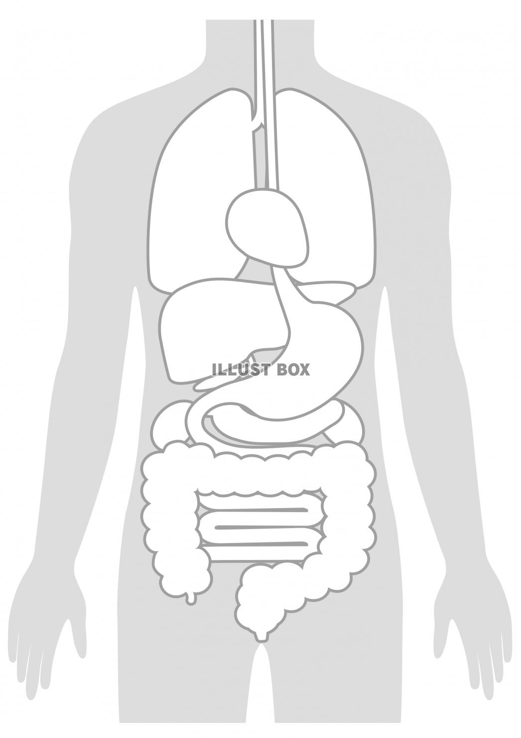 臓器 イラスト無料