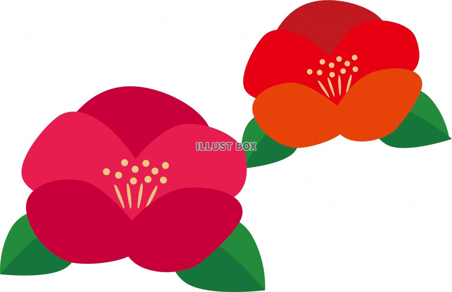 無料イラスト 椿の花のイラスト