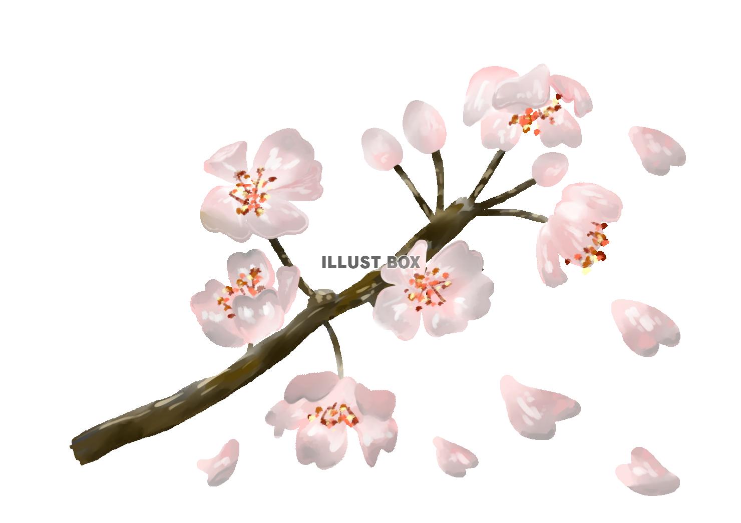 無料イラスト 絵の具風花びら舞い散る桜の枝
