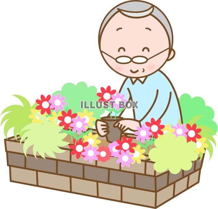 無料イラスト 花壇で園芸を楽しむおじいさん