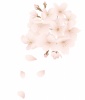 花びら舞う桜のイラスト(zip:ai(cs2),jpg,透過png)