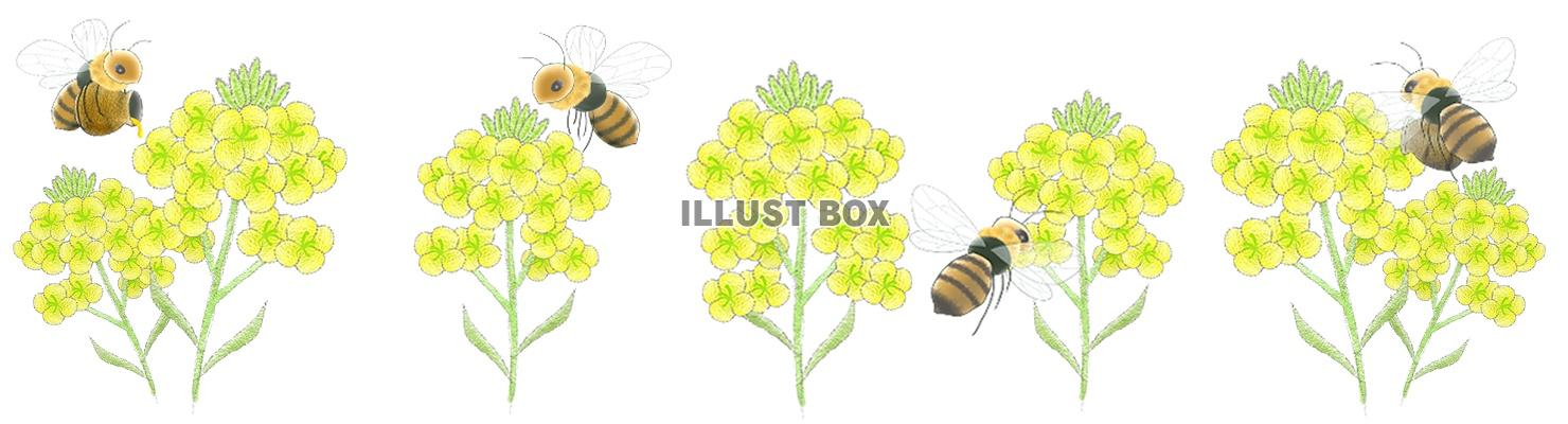 無料イラスト 菜の花とミツバチのライン