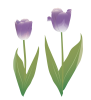 チューリップ紫(zip:pdf,jpg,透過png)