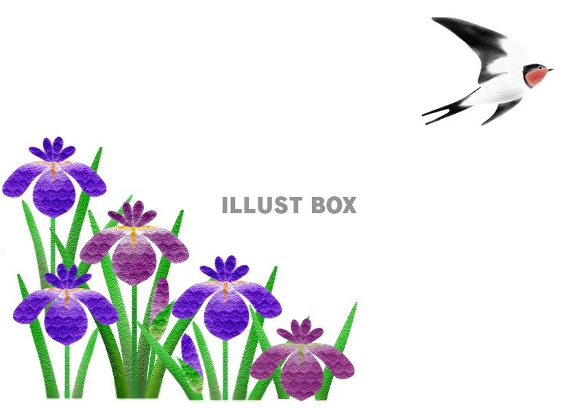 無料イラスト 花菖蒲とツバメのフレーム