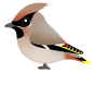 キレンジャク（日本の野鳥）透過PNG